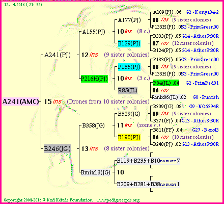 Pedigree of A241(AMC) :
four generations presented