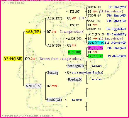 Pedigree of A244(JBB) :
four generations presented