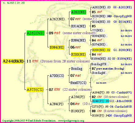 Pedigree of A244(RKR) :
four generations presented