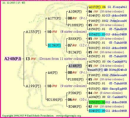 Pedigree of A248(PJ) :
four generations presented