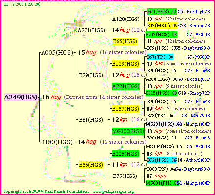 Pedigree of A249(HGS) :
four generations presented