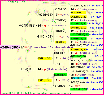 Pedigree of A249-2(HGS) :
four generations presented<br />it's temporarily unavailable, sorry!