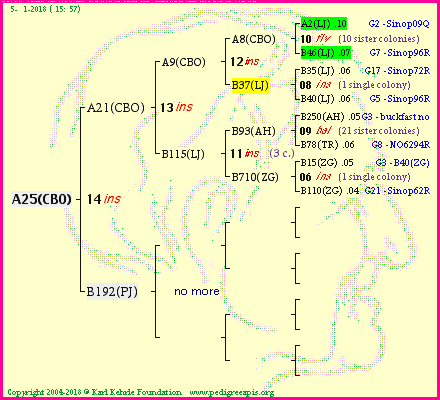 Pedigree of A25(CBO) :
four generations presented