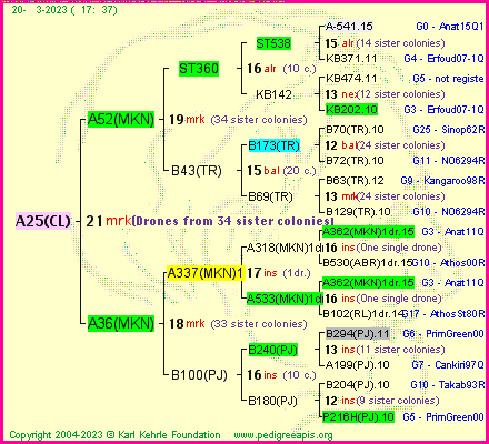 Pedigree of A25(CL) :
four generations presented
it's temporarily unavailable, sorry!