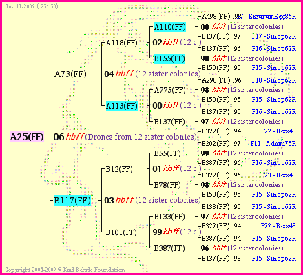 Pedigree of A25(FF) :
four generations presented