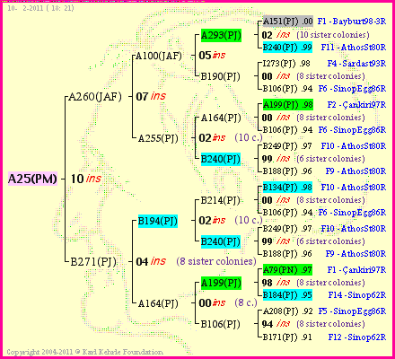 Pedigree of A25(PM) :
four generations presented