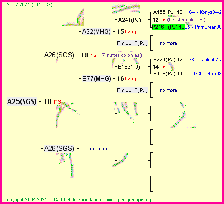 Pedigree of A25(SGS) :
four generations presented
it's temporarily unavailable, sorry!