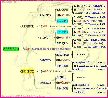 Pedigree of A256(BCI) :
four generations presented