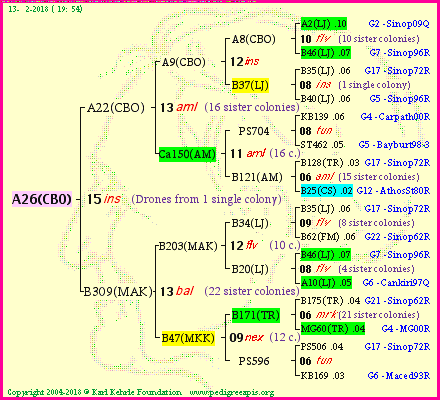 Pedigree of A26(CBO) :
four generations presented
it's temporarily unavailable, sorry!