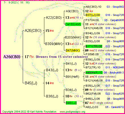 Pedigree of A26(CBO) :
four generations presented
it's temporarily unavailable, sorry!