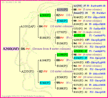 Pedigree of A260(JAF) :
four generations presented