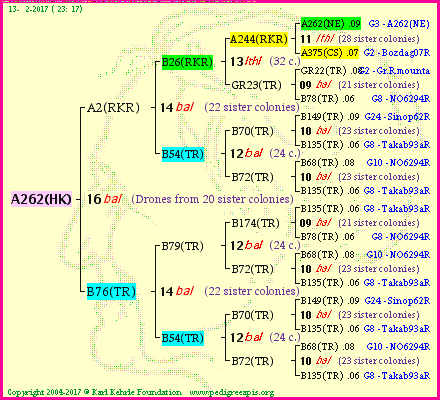 Pedigree of A262(HK) :
four generations presented