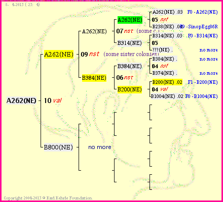 Pedigree of A262(NE) :
four generations presented