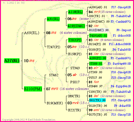 Pedigree of A27(RL) :
four generations presented