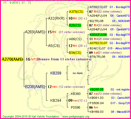 Pedigree of A270(AMS) :
four generations presented<br />it's temporarily unavailable, sorry!