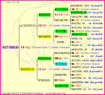 Pedigree of A271(HGS) :
four generations presented