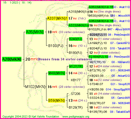 Pedigree of A28(MKN) :
four generations presented
it's temporarily unavailable, sorry!