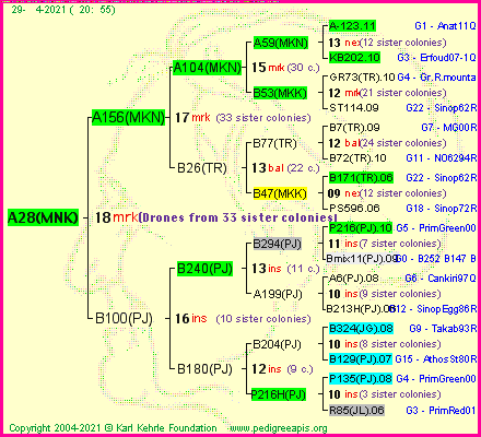 Pedigree of A28(MNK) :
four generations presented
it's temporarily unavailable, sorry!