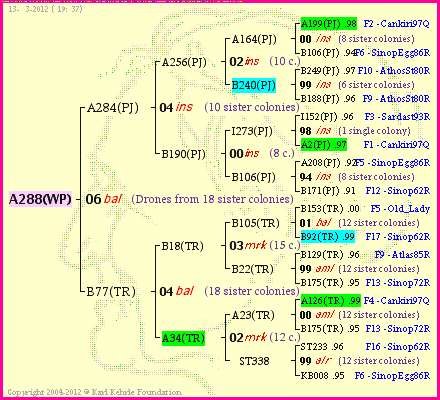 Pedigree of A288(WP) :
four generations presented