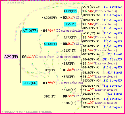 Pedigree of A29(FF) :
four generations presented