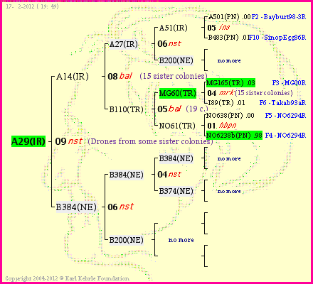 Pedigree of A29(IR) :
four generations presented