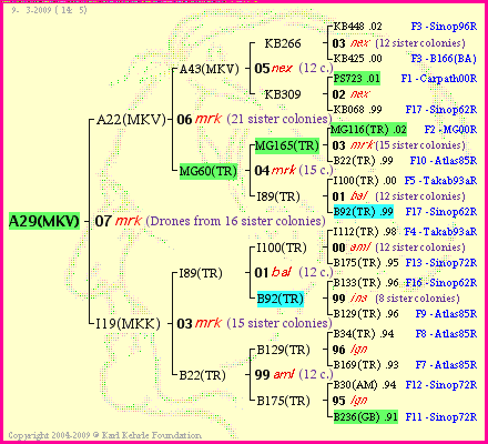 Pedigree of A29(MKV) :
four generations presented