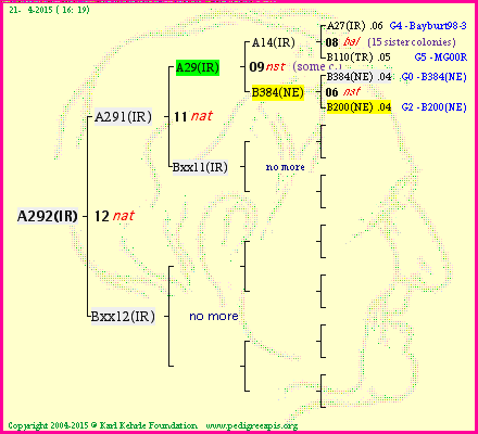 Pedigree of A292(IR) :
four generations presented