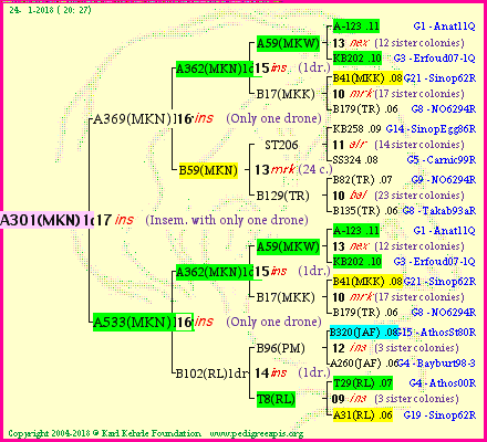 Pedigree of A301(MKN)1dr :
four generations presented