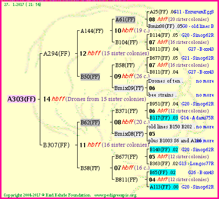 Pedigree of A303(FF) :
four generations presented