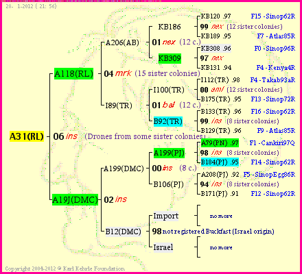 Pedigree of A31(RL) :
four generations presented
