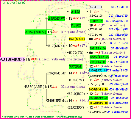 Pedigree of A318(MKN)1dr :
four generations presented