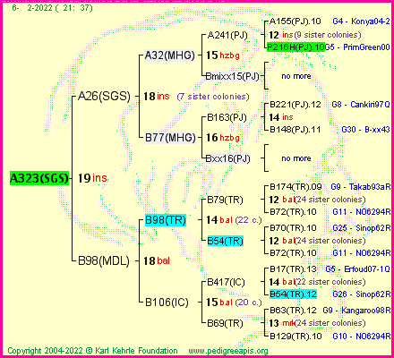 Pedigree of A323(SGS) :
four generations presented
it's temporarily unavailable, sorry!