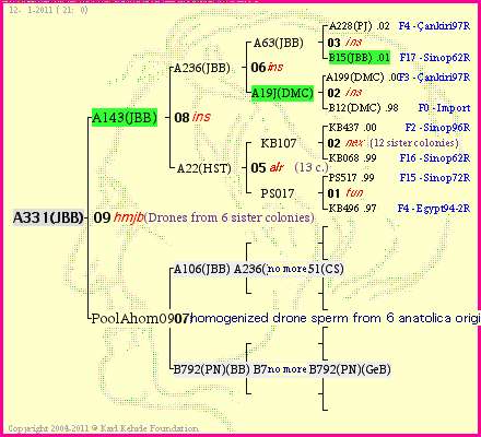 Pedigree of A331(JBB) :
four generations presented