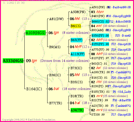 Pedigree of A333(HGS) :
four generations presented