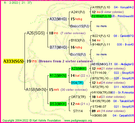 Pedigree of A333(SGS) :
four generations presented
it's temporarily unavailable, sorry!