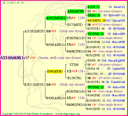 Pedigree of A334(MKN)1dr :
four generations presented<br />it's temporarily unavailable, sorry!