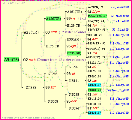 Pedigree of A34(TR) :
four generations presented<br />it's temporarily unavailable, sorry!