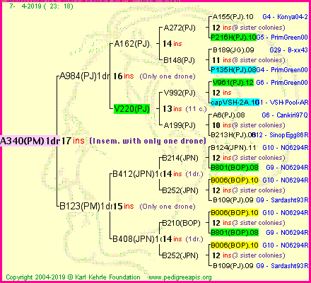 Pedigree of A340(PM)1dr :
four generations presented
it's temporarily unavailable, sorry!