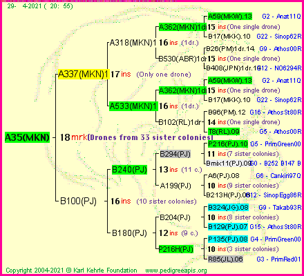 Pedigree of A35(MKN) :
four generations presented
it's temporarily unavailable, sorry!