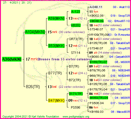 Pedigree of A36(MKN) :
four generations presented
it's temporarily unavailable, sorry!