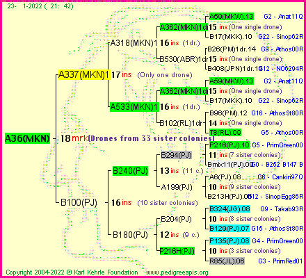 Pedigree of A36(MKN) :
four generations presented
it's temporarily unavailable, sorry!