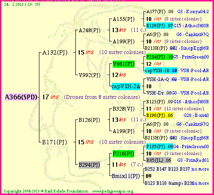 Pedigree of A366(SPD) :
four generations presented