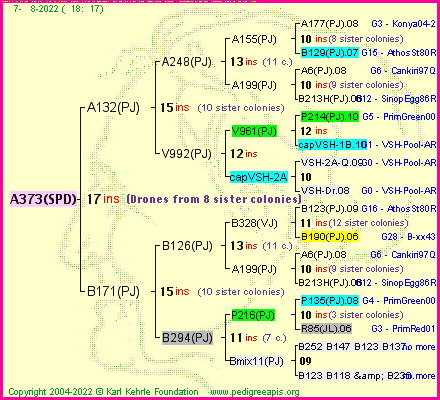 Pedigree of A373(SPD) :
four generations presented
it's temporarily unavailable, sorry!