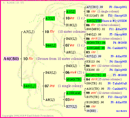 Pedigree of A4(CBO) :
four generations presented