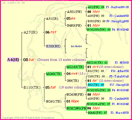 Pedigree of A4(IR) :
four generations presented