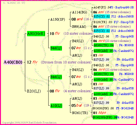 Pedigree of A40(CBO) :
four generations presented