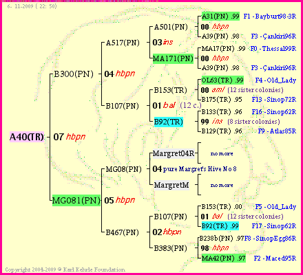 Pedigree of A40(TR) :
four generations presented