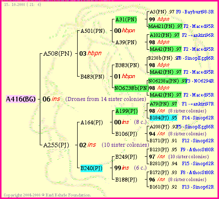 Pedigree of A416(BG) :
four generations presented