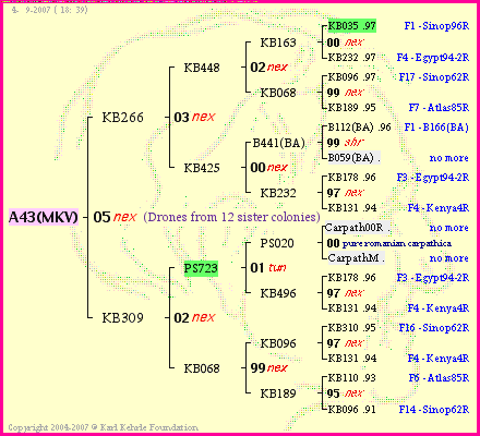 Pedigree of A43(MKV) :
four generations presented