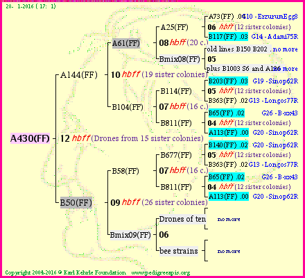 Pedigree of A430(FF) :
four generations presented